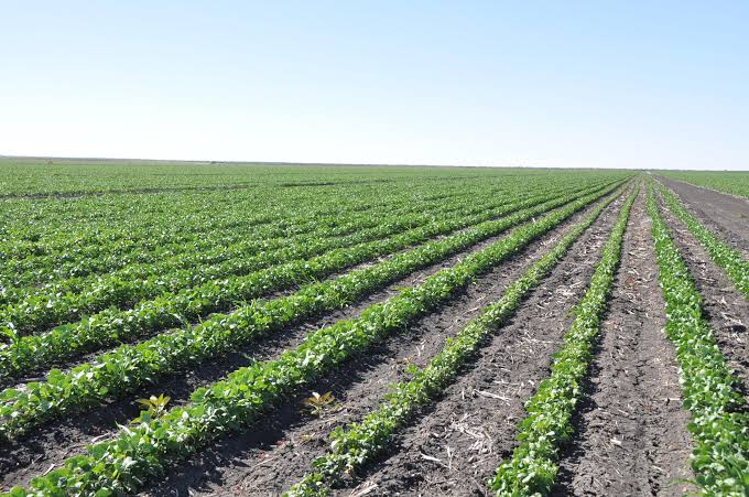 Rows of crops on an agricultural field